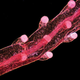 Image for article titled The year's strangest, most beautiful visions of the microverse
